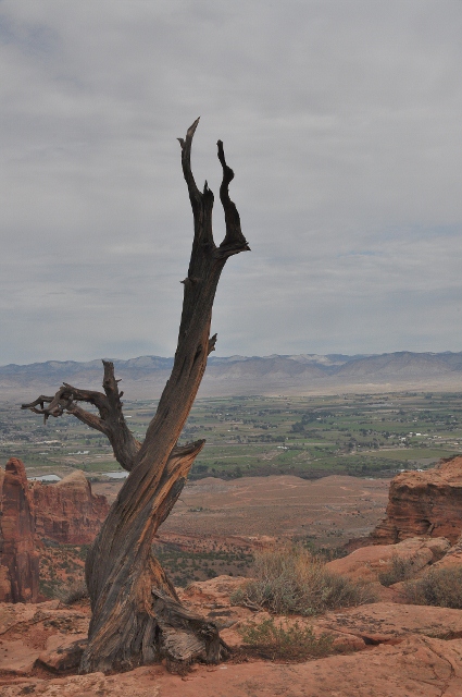 Utah Juniper tree trunk